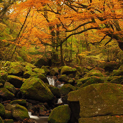 outdoor-travel-_0006_autumn-forest